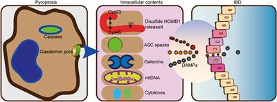 Role of Pyroptosis in Inflammatory Bowel Disease (IBD): From Gasdermins to DAMPs